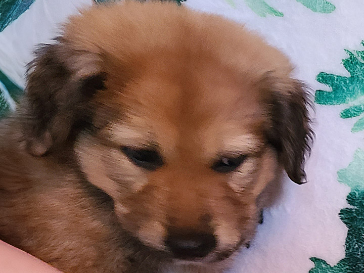 chinook puppy